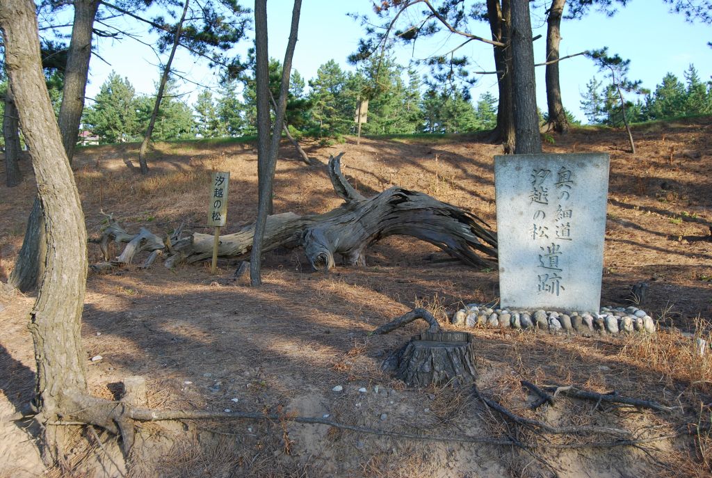 「汐越の松」